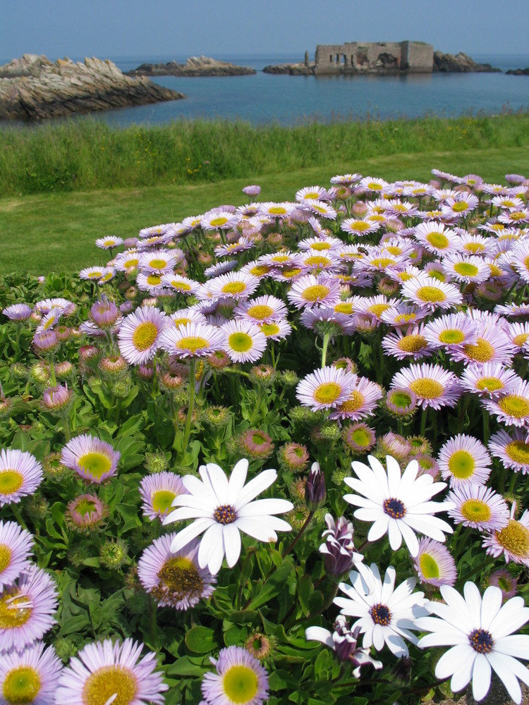 Blumenpracht auf Alderney