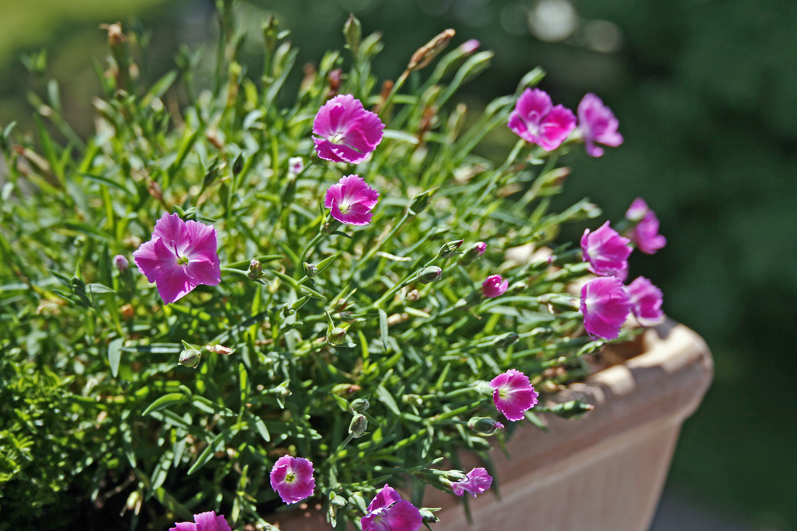 Blumenpracht auf Balkon