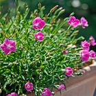 Blumenpracht auf Balkon