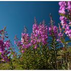 Blumenpracht auf den Sunshine Meadows