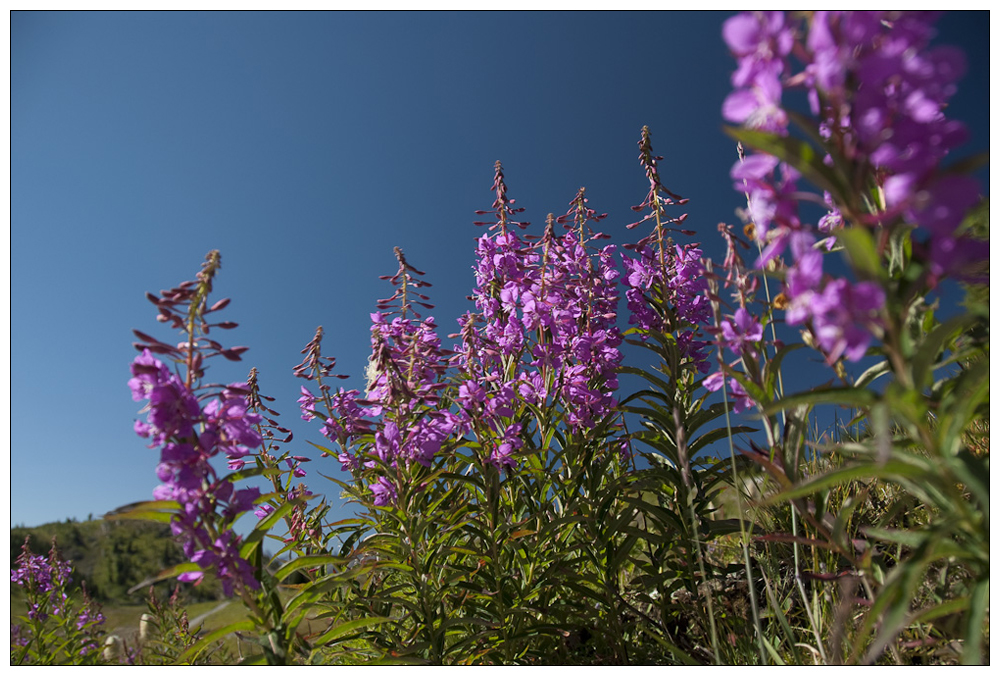 Blumenpracht auf den Sunshine Meadows