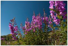 Blumenpracht auf den Sunshine Meadows