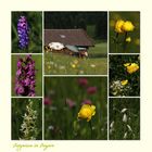 Blumenpracht auf der Bergwiese am Geroldsee