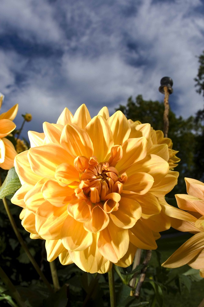 Blumenpracht auf der Insel Mainau