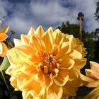 Blumenpracht auf der Insel Mainau