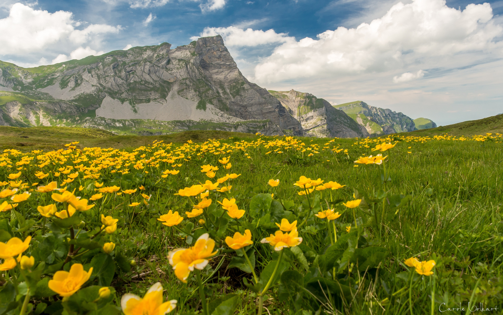 Blumenpracht auf der Melchsee-Frutt