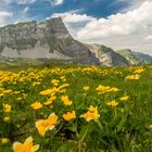 Blumenpracht auf der Melchsee-Frutt