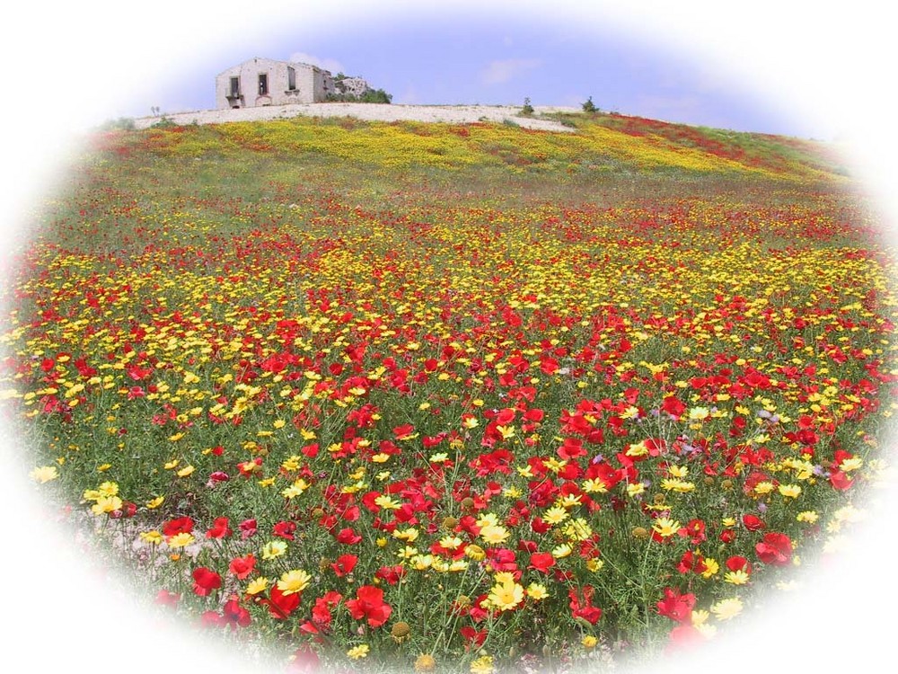 Blumenpracht auf Sizilien