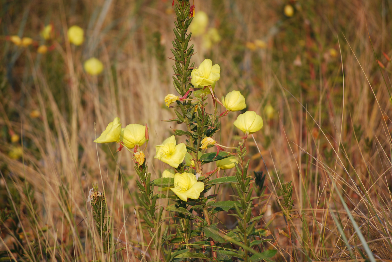 Blumenpracht auf Terschelling