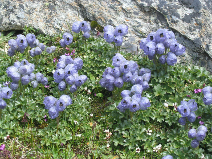 Blumenpracht auf über 5000m.ü.M.