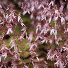 Blumenpracht im Botanischen Garten Düsseldorf