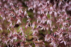 Blumenpracht im Botanischen Garten Düsseldorf