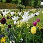 Blumenpracht im Düsseldorfer Schlosspark Benrath