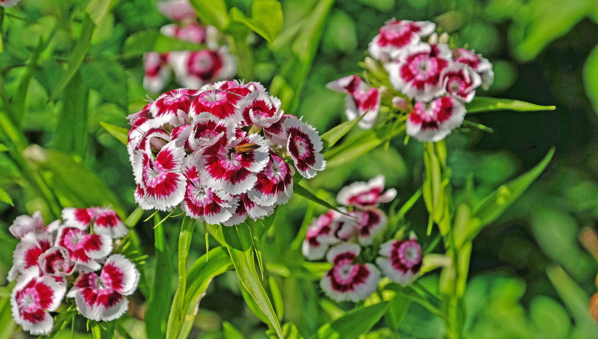 Blumenpracht im Garten 