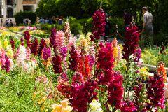 Blumenpracht im Garten der Orangenbäume