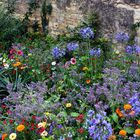 Blumenpracht im Hidcote manor Garden-2-