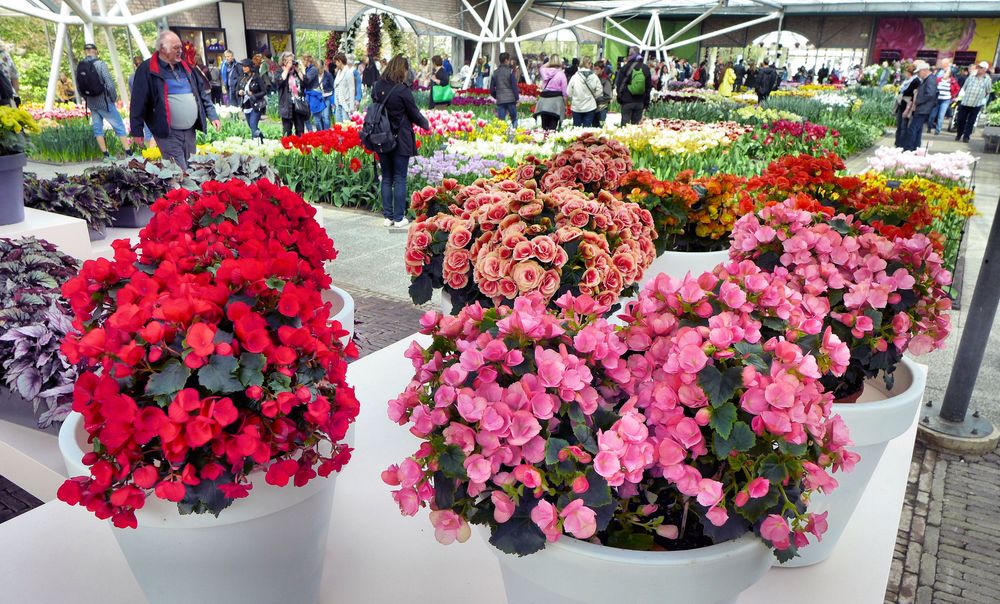 Blumenpracht im Keukenhof