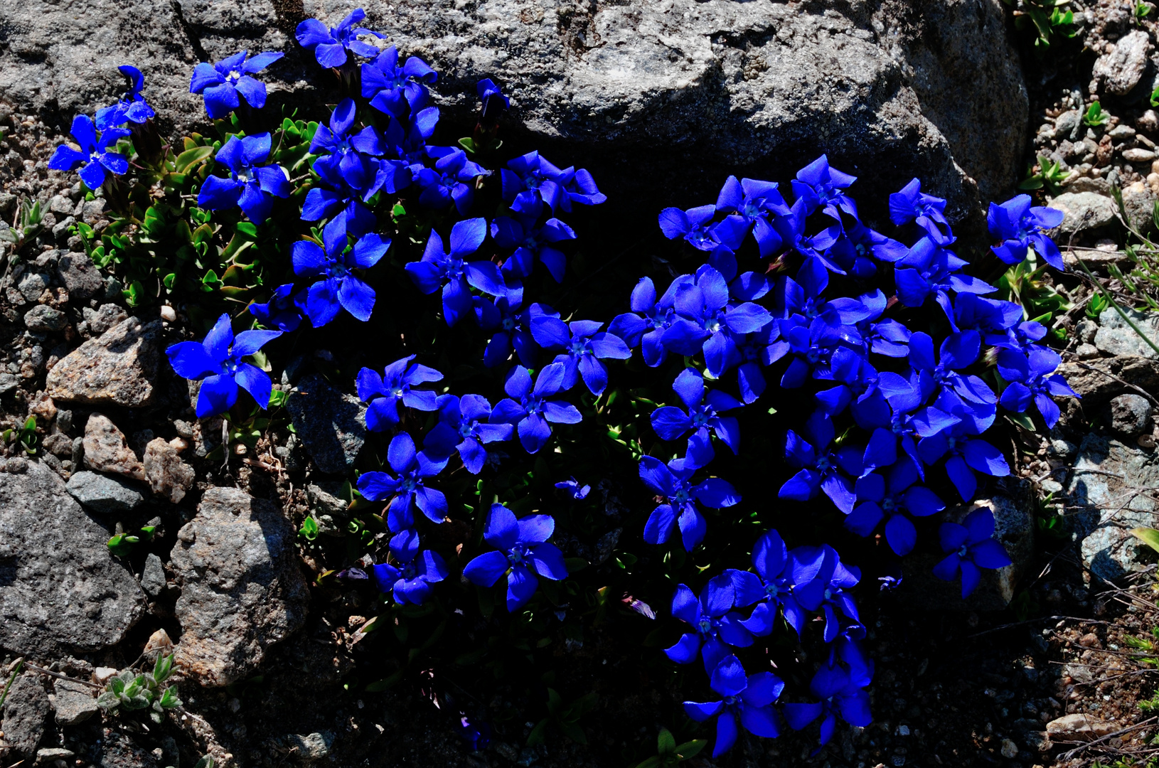 Blumenpracht im Nationalpark