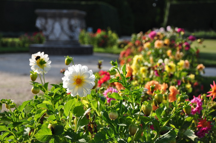 Blumenpracht im Schloß Lednice, CZ