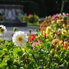 Blumenpracht im Schloß Lednice, CZ