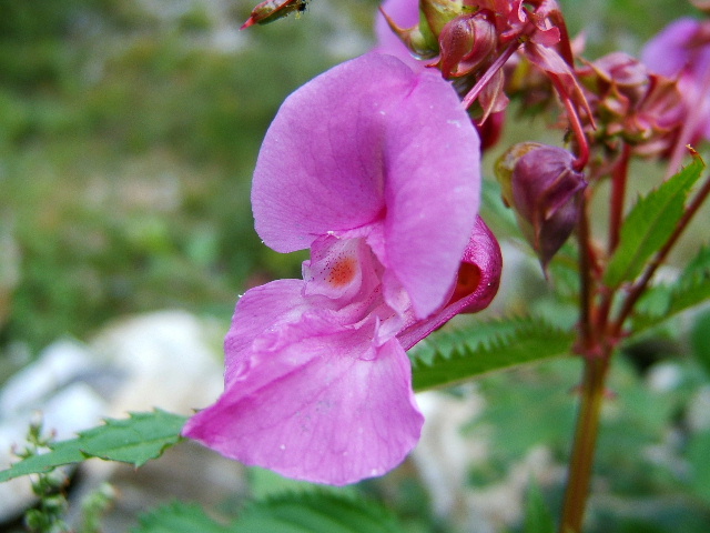 Blumenpracht im Verzasca