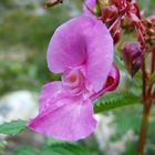 Blumenpracht im Verzasca