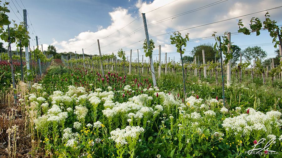 Blumenpracht im Weingarten