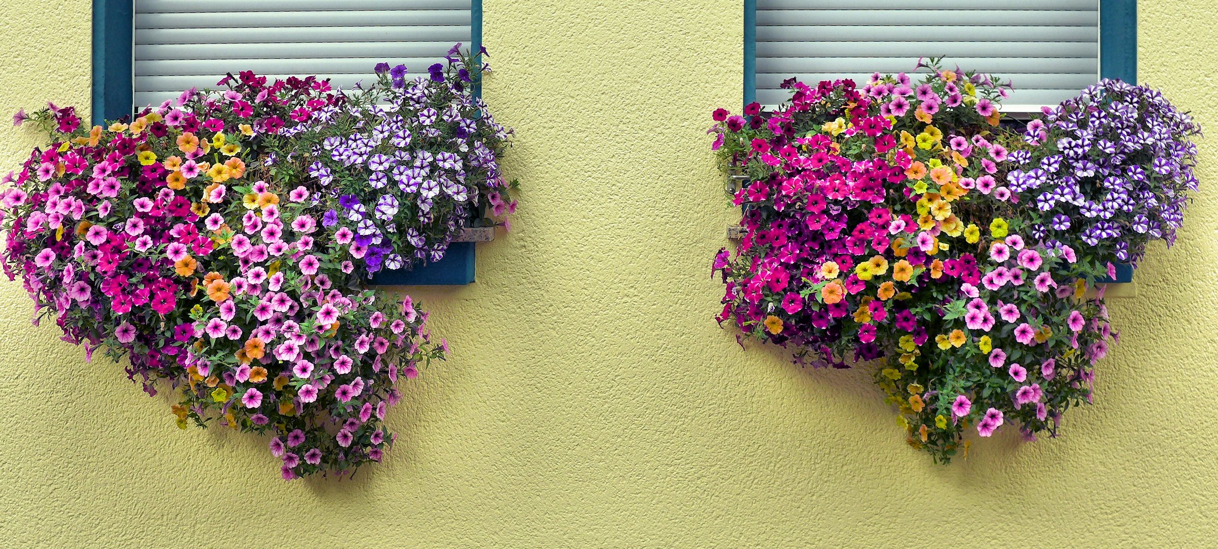 Blumenpracht im Zweierpack