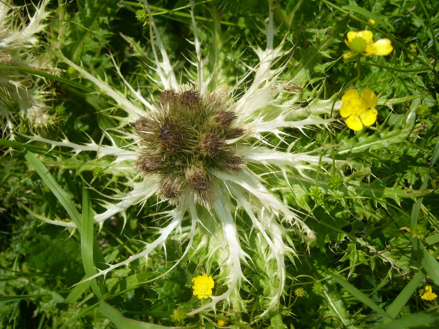 Blumenpracht in 2369m Höhe