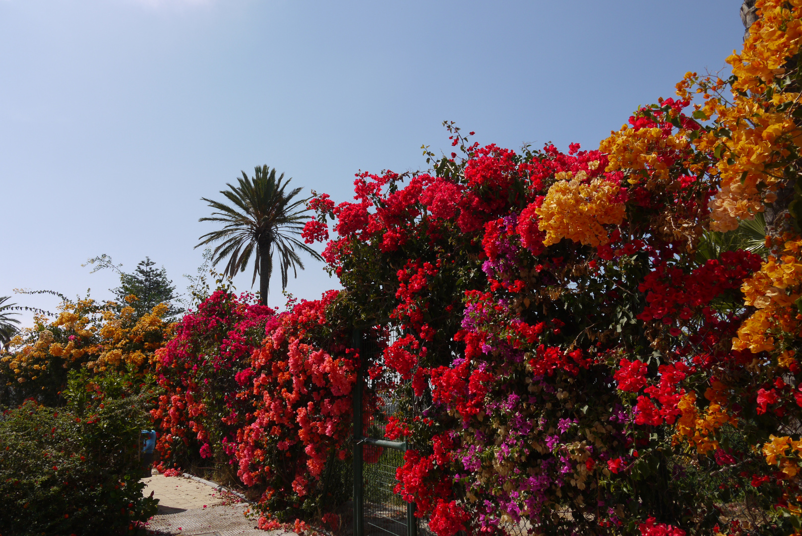 Blumenpracht in Andalusien Almunecar