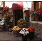 Blumenpracht in Bardolino