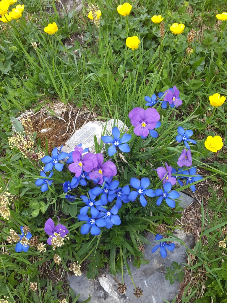 Blumenpracht in den Alpen