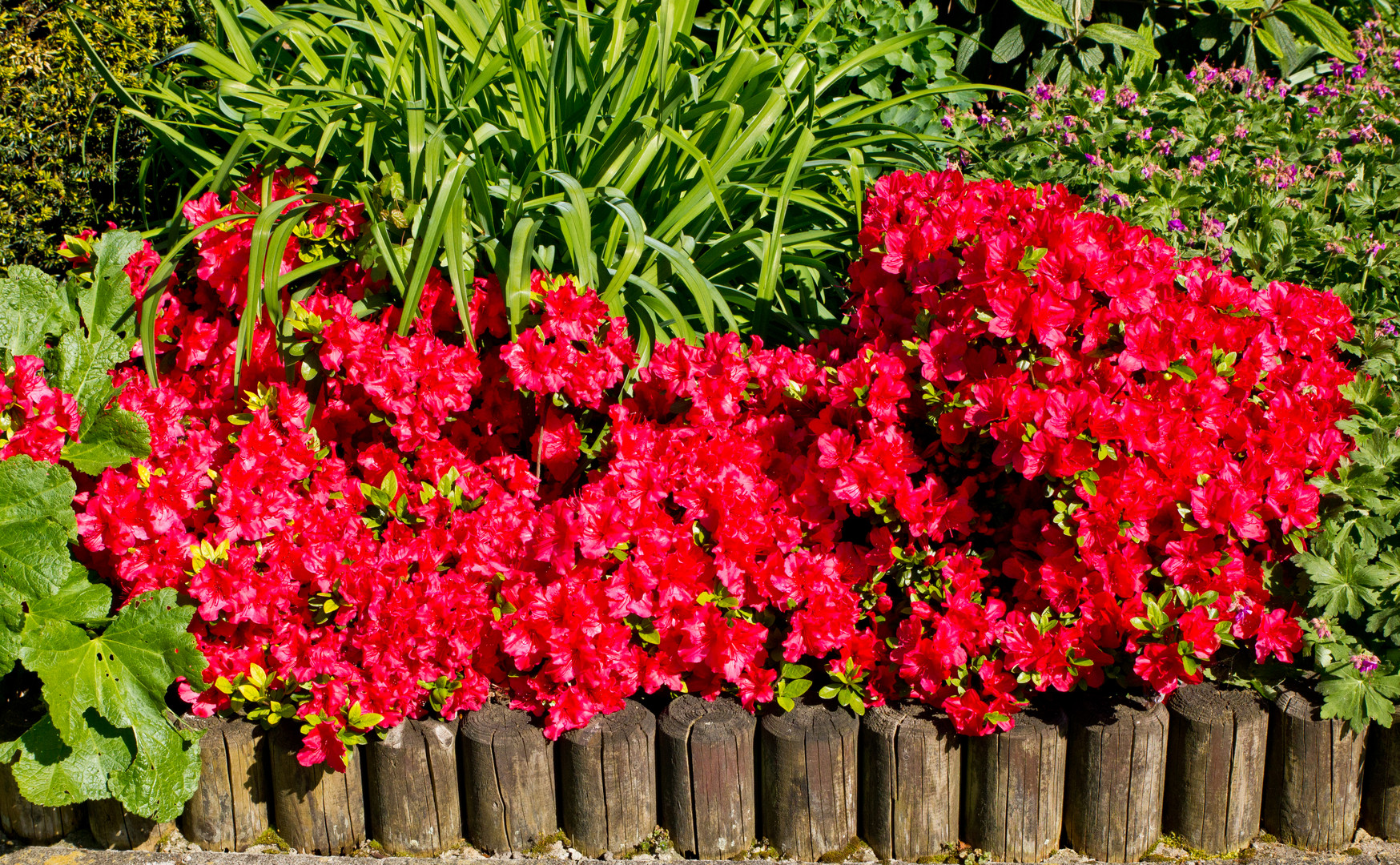 Blumenpracht in Essen 1 (NRW)