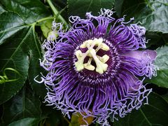 Blumenpracht in Mainau