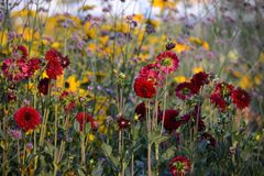 Blumenpracht in Mühlacker