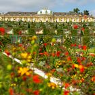  Blumenpracht in Sanssouci