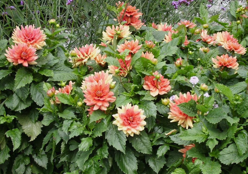 Blumenpracht Insel Mainau