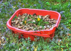 Blumenpracht jetzt auch im Steingarten.