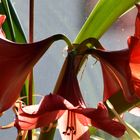 Blumenpracht mit Amaryllis(Name ist falsch!)Ritterstern ist richtig