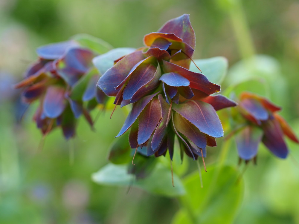 Blumenpracht von Irland