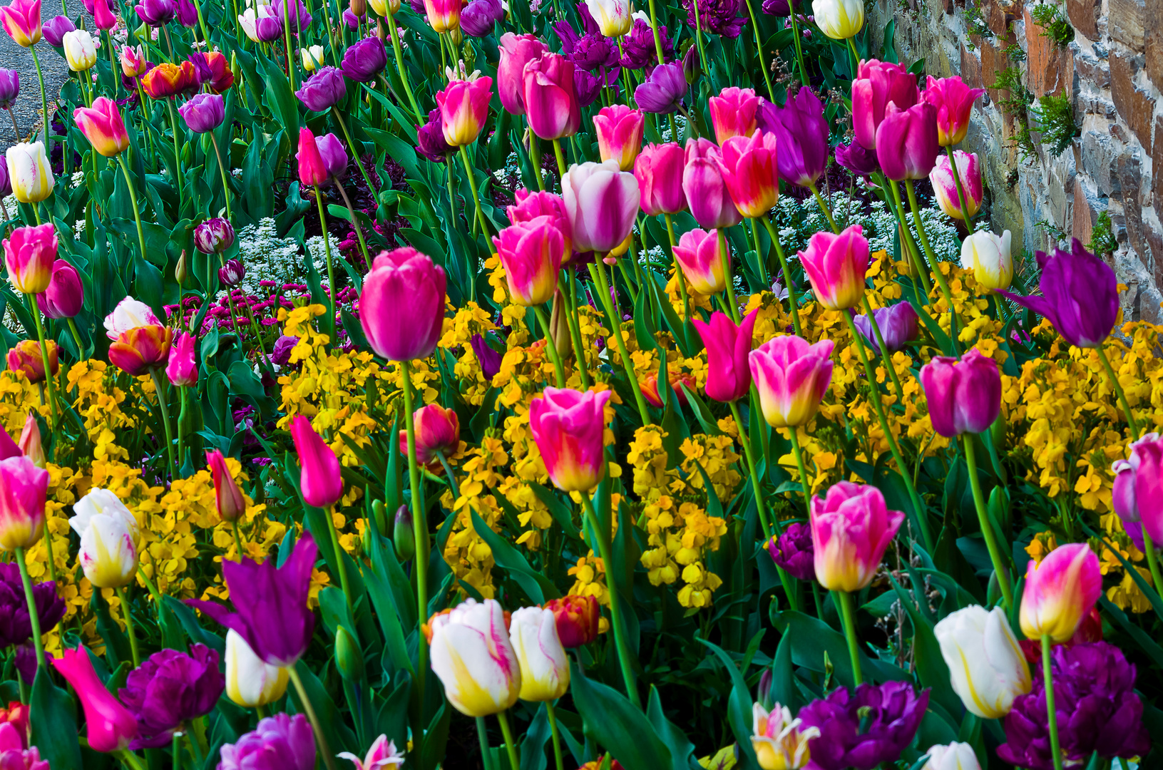 Blumenrabatte in den Augustaanlagen, Koblenz