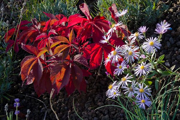 Blumenreicher Herbst