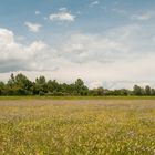 Blumenreichtum auf Schweizer Wiese