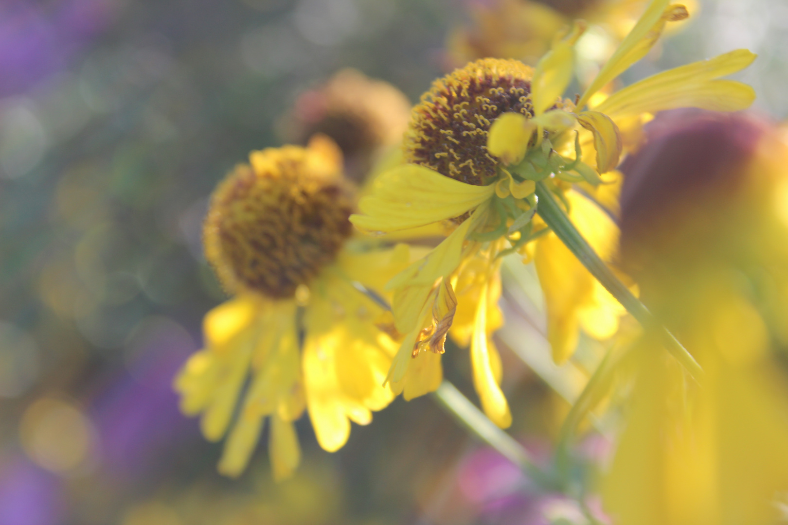 Blumenreihe in einem Schrebergarten