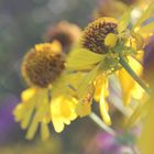 Blumenreihe in einem Schrebergarten