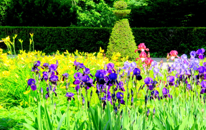 Blumenreihen im Park