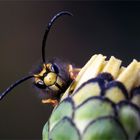 Blumenritter - Drohn einer Deutschen Wespe - Vespula germanica - 