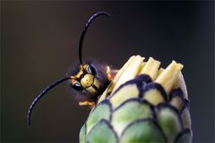 Blumenritter - Drohn einer Deutschen Wespe - Vespula germanica - 