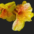 Blumenrohr (Canna)