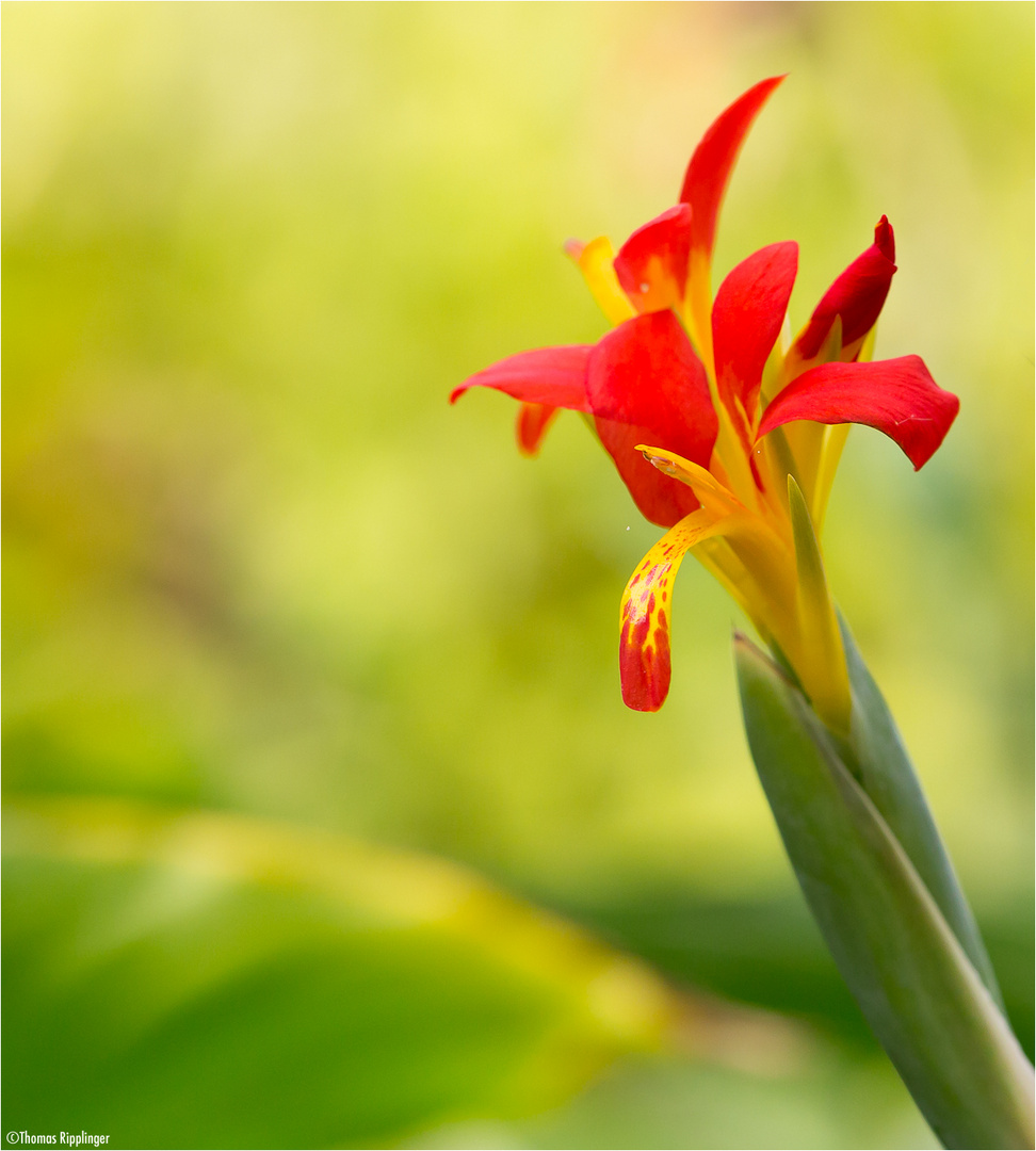 Blumenrohr (Canna) Foto & Bild pflanzen, pilze & flechten, blüten